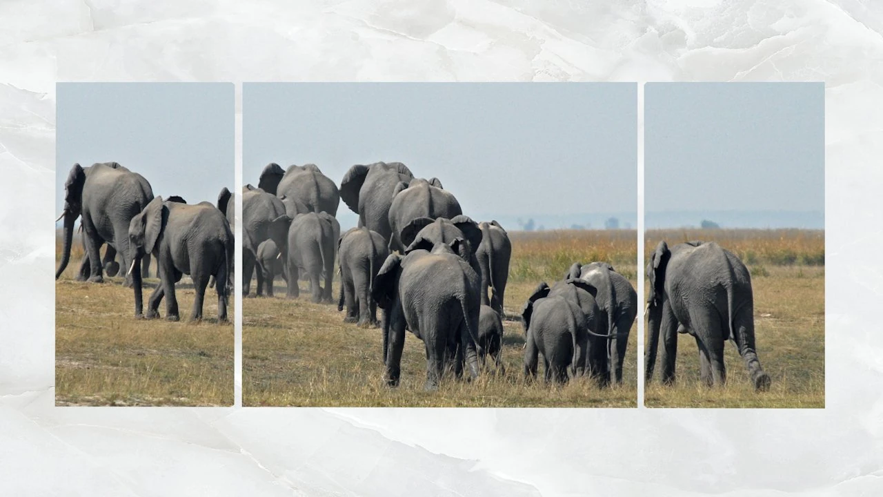 triptych wall art herd of elephants 3D Model .c4d .max .obj .3ds .fbx .stl .blend 