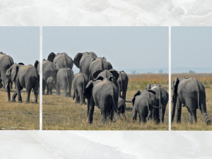 triptych wall art herd of elephants 3D 모델