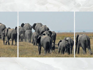 trittico decorazione da parete branco di elefanti Modello 3D