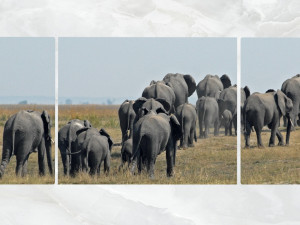 triptych wall art herd of elephants 3D Model