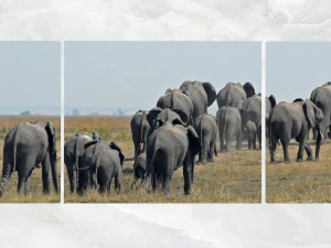 triptych wall art herd of elephants 3D Model