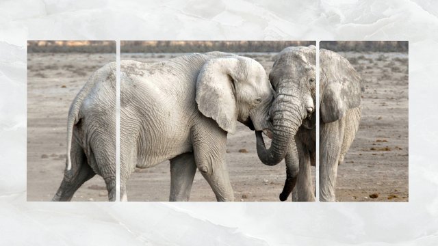 triptych wall art adult elephants Modèle 3D .c4d .max .obj .3ds .fbx .stl .blend 