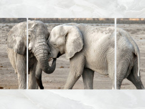 triptych wall art adult elephants Modèle 3D