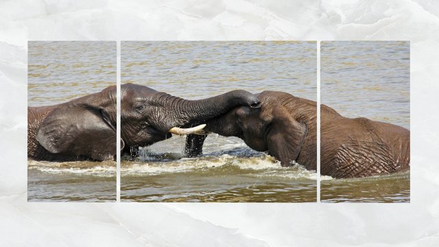 triptych wall art playful elephants 3D Model .c4d .max .obj .3ds .fbx .stl .blend 