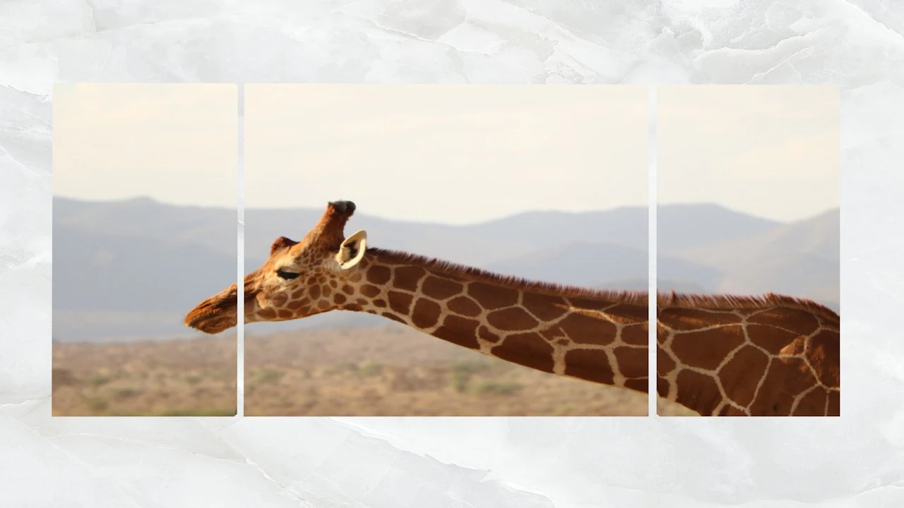 close up de girafa de arte de parede tr&iacute;ptico Modelo 3D .c4d .max .obj .3ds .fbx .stl .blend 