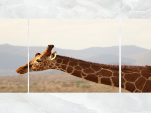 triptych wall art giraffe close up 3D 모델