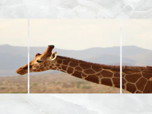 триптих настенное искусство жираф крупным планом 3D Модель