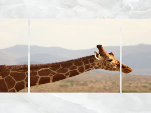 close up de girafa de arte de parede tr&iacute;ptico Modelo 3D