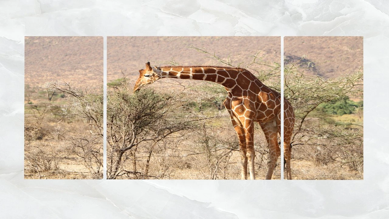 triptych wall art a feeding giraffe 3D Model .c4d .max .obj .3ds .fbx .stl .blend 