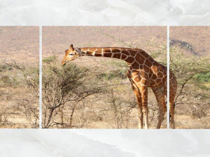 triptych wall art a feeding giraffe 3D Model