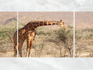 triptych wall art a feeding giraffe 3D Model