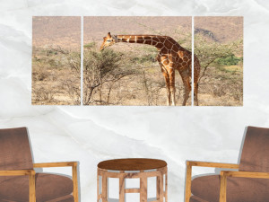 triptych wall art a feeding giraffe 3D Модель