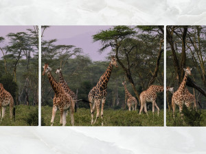 triptych wall art herd of giraffe 3D 모델