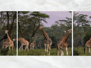 triptych wall art herd of giraffe 3D Model