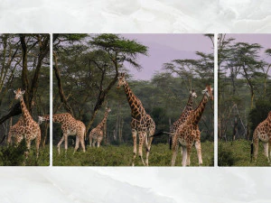 triptych wall art herd of giraffe 3D Model