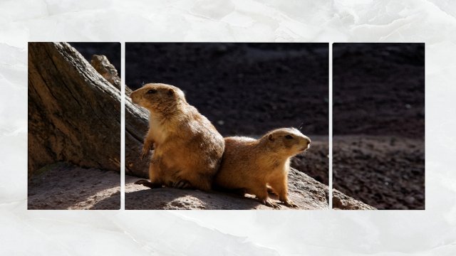 triptych wall art pocket gophers Modelo 3D .c4d .max .obj .3ds .fbx .stl .blend 