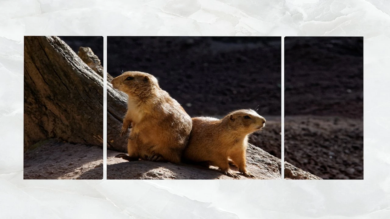 triptych wall art pocket gophers 3D Model .c4d .max .obj .3ds .fbx .stl .blend 