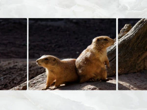 triptych wall art pocket gophers 3D Model