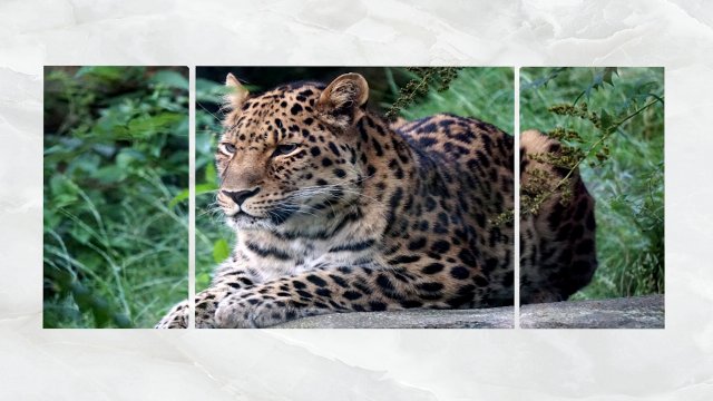triptych wall art resting leopard Modelo 3D .c4d .max .obj .3ds .fbx .stl .blend 