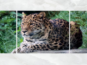 triptych wall art resting leopard 3D 모델