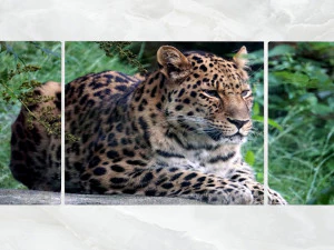 triptych wall art resting leopard 3D Model