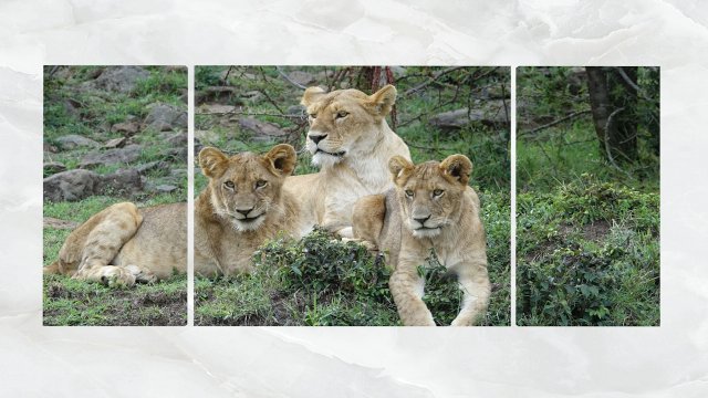 triptych wall art lion cubs 3D-Modell .c4d .max .obj .3ds .fbx .stl .blend 