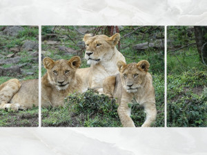 triptych wall art lion cubs 3D 모델