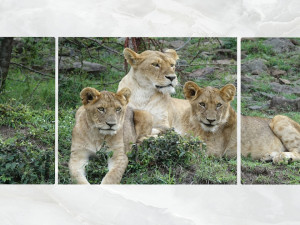 triptych wall art lion cubs 3D-Modell