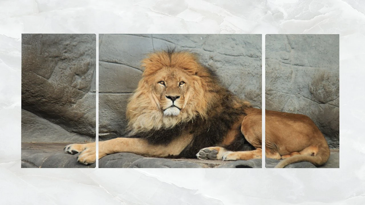 triptych wall art resting lion 3D Model .c4d .max .obj .3ds .fbx .stl .blend