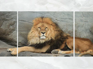 triptych wall art resting lion 3D Model