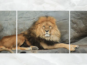 triptych wall art resting lion 3D Model