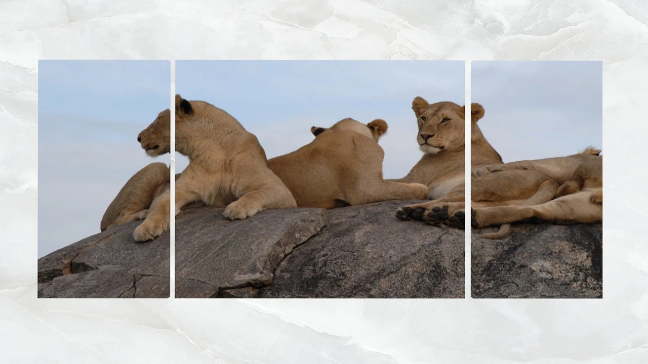 triptych wall art resting lionesses 3D Model .c4d .max .obj .3ds .fbx .stl .blend 