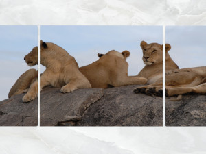 triptych wall art resting lionesses 3D 모델