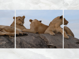 triptych wall art resting lionesses Modello 3D