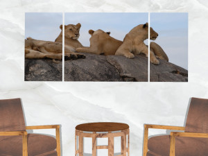 triptych wall art resting lionesses Modello 3D