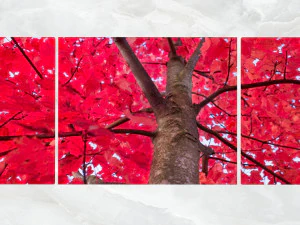 triptych wall art red maple tree 3D Model