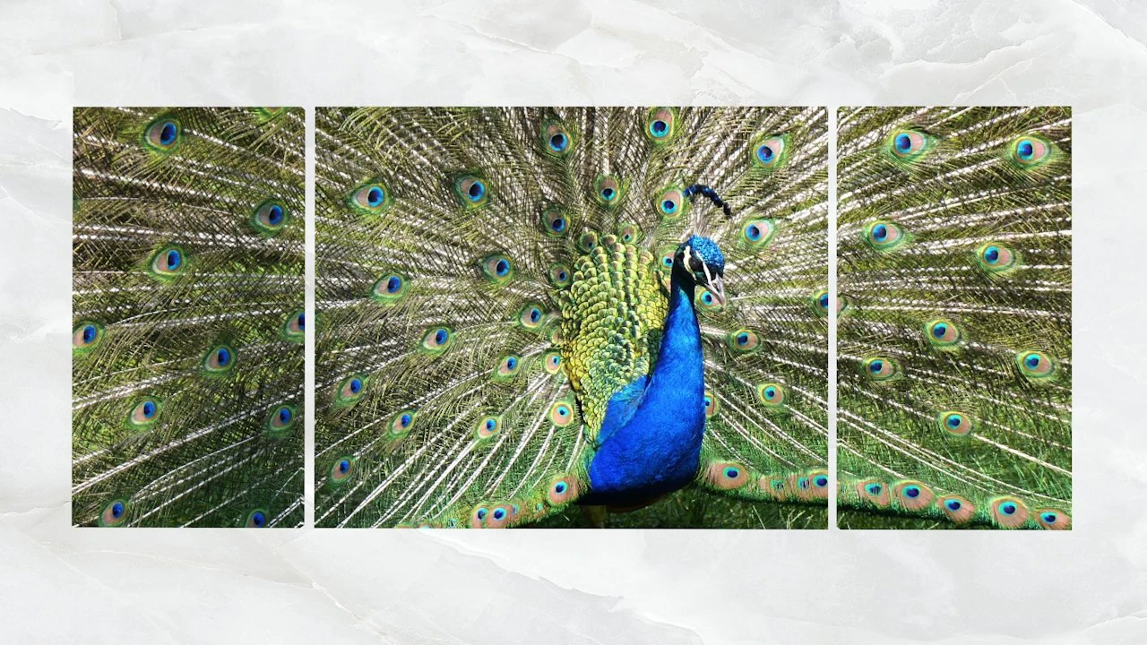 triptych wall art peacock 3D Model .c4d .max .obj .3ds .fbx .stl .blend 