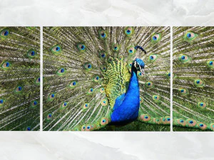 triptych wall art peacock 3D Model