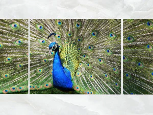 triptych wall art peacock 3D Model