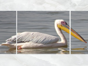 triptych wall art pelicans 3D 모델