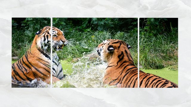 triptych wall art playful tigers Modelo 3D .c4d .max .obj .3ds .fbx .stl .blend 