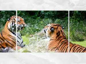 triptych wall art playful tigers 3D Model