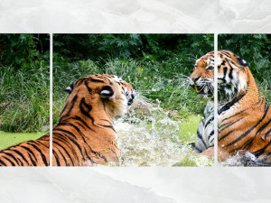 triptych wall art playful tigers Modelo 3D