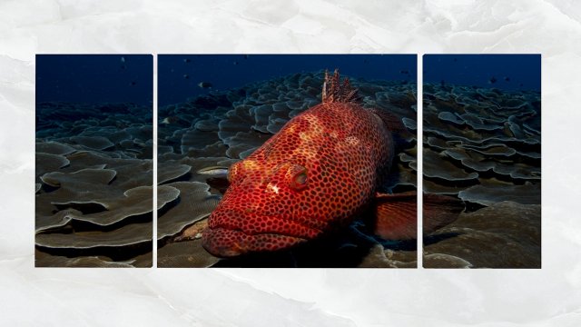 triptych wall art red grouper Model 3D .c4d .max .obj .3ds .fbx .stl .blend 