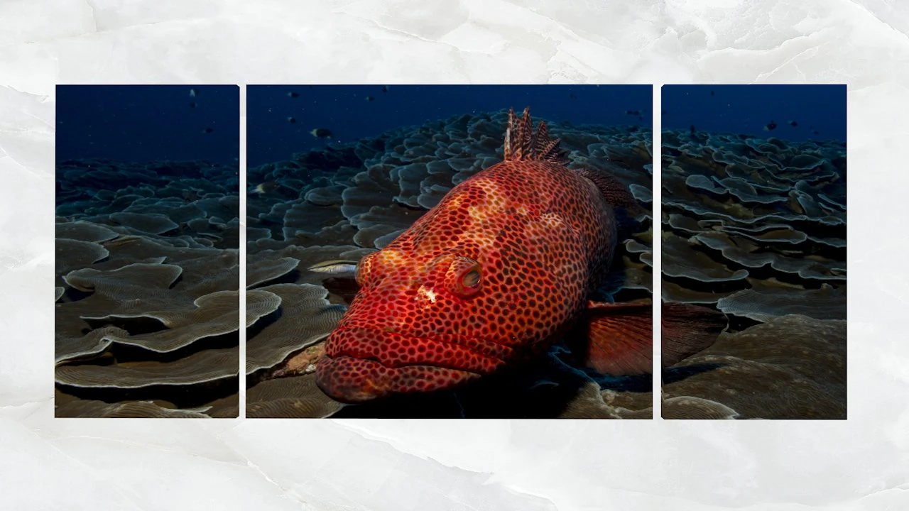 triptych wall art red grouper 3D Model .c4d .max .obj .3ds .fbx .stl .blend 