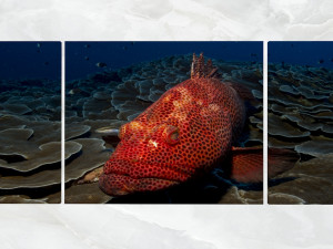 triptych wall art red grouper 3D 모델