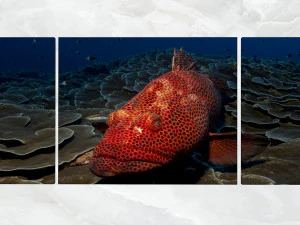 삼부화 벽 예술 레드 그루퍼 3D 모델