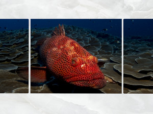 triptych wall art red grouper Model 3D