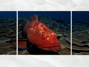 triptych wall art red grouper 3D Model