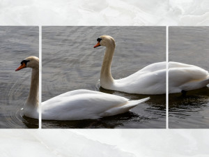 triptych wall art pair of swans 3D 모델